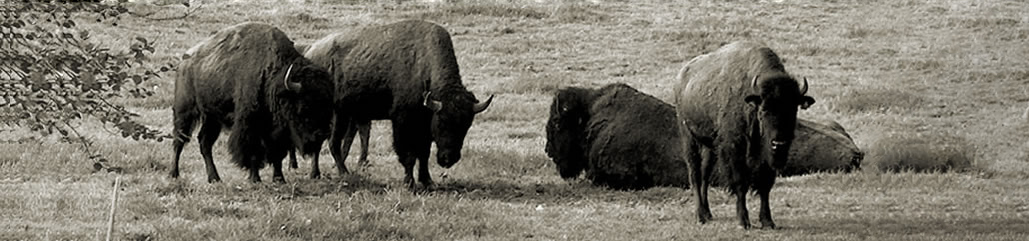 buffalos_new.jpg.jpg